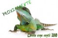 /album/fotogaleria-calendario-de-eventos/expo-reptil-jpg1/